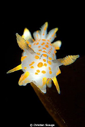 Polycera quadrilineata on a kelp frond. Nikon D200 in Nex... by Christian Skauge 